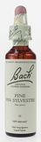Bach Pine