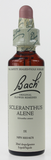 Bach Scleranthus
