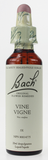 Bach Vine